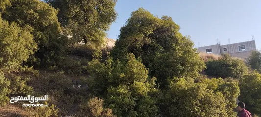  7 عقارات النسر الذهبي ابو قصي