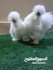 2 دجاج قطني ابيض