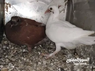  4 زغاليل لبيع حجم كبير طازج