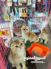  4 قطط سكوتش فولد وستريت NY11 – ذكور:   للبيع – قطط سكوتش فولد وستريت NY11