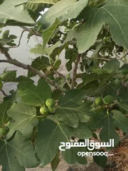  20 منزل مستقل للبيع مساحة 442 مكون من طابقين  الطابق الاول مستقل وشقتين الطابق الثاني كل شقه مستقله