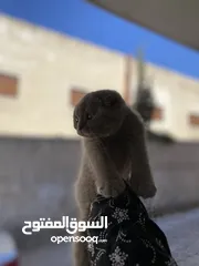  8 قطط للبيع سكوتش فولد وستريت فولد