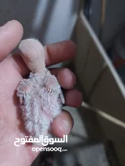  3 فراخ روز طفرات مميزة للزق اليدوي أقرا التفاصيل/ كوكتيل حب جرين شيك اليف جوز فحل طيرة فرخ هدد زق يدوي