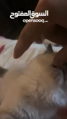  5 Ragdoll cat  قطط راغدول