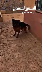  7 جيرمن شيبرد german shepherd