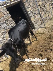  1 عجله بنت سنتين خاليه من جميع العذاريب تصلح للتربيه لي حاب يربي حلال وكذالك سمين تصلح لذبح