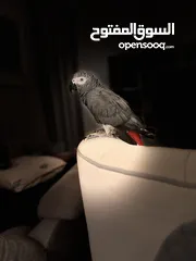  2 African grey parrot CASCO