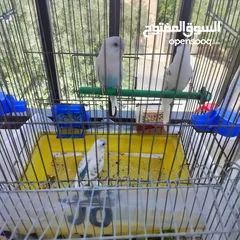  3 طيور حب بادجي لون مميز