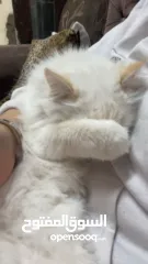  9 شيرازي للبيع عمرها سنة وشوي سعرها 600(قابل للتفاوض المعقول) اجتماعية وبترد عصحابها ومتعودة عالحمام