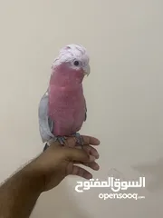  1 للبيع كوكاتو غالا Gala cockatoo for sale