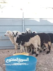  1 استمار بيع 7 كباشه سمان