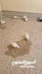  5 سمان صيني ( الملكي)