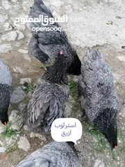  5 بيض وصوص من الانواع الي في الصور