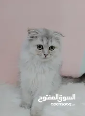  2 سكوتش فولد انثى