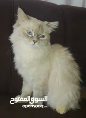  2 قطط شيرازي للبيع