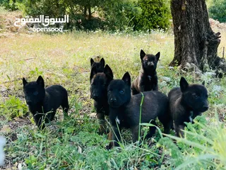  24 جراء بلجم مالينو اقوا مستوا بالاردن