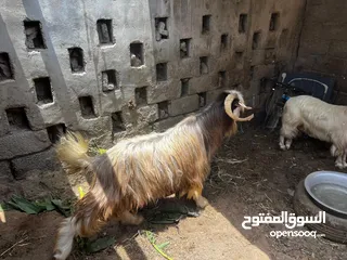  3 تيس عماني رحبي