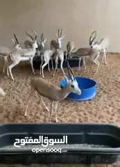  4 غزلان الريم