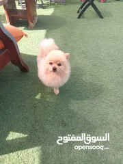  3 تدريب وفندقه للكلاب training and hotel for dogs