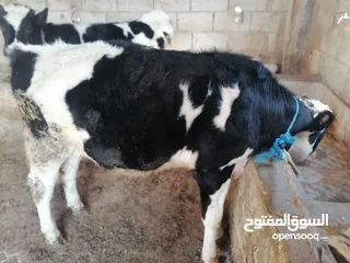  2 عجلين للبيع مشألله