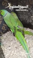  12 Green parrot 2 breading pair 100% bread pair