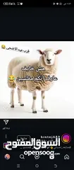  1 يوجد خدمت ذبح الضحي في منزلكم