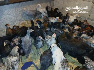  11 فرخات عمر 3 شهور وشهرين ونص