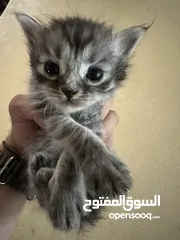  1 3 قطط للبيع هميلايا