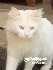  1 قط تركي رائع