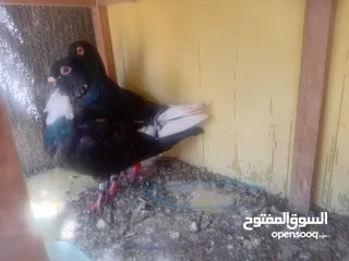  3 جواز حمام للبيع او بدل