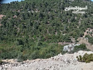  5 ارض ذات اطلاله ب اجمل جبال جرش بسعر مغري جداً 3900