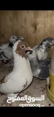  7 7 حبات طيور حمام للبدل على كنارات او للبيع