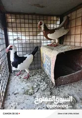  2 جوز مع فحل للبيع ..