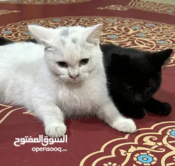  4 قطط في حاله ممتازه وعمر صغير