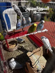  4 طيور حب جاهزة