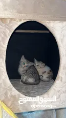 1 2 Small Little Kittens