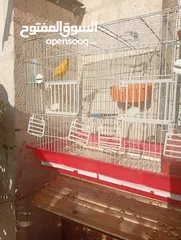  4 طيور كناري بحالة ممتازة جدا