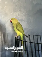  3 ببغاء الدرة