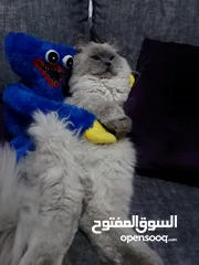  6 قطتين هملايا للتبني مجاناً شرط تقوى الله بهذه المخلوقات