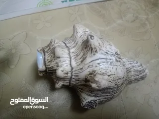  8 للبيع خنجر قرن زراف هندي مع حزام زري ومعه جم