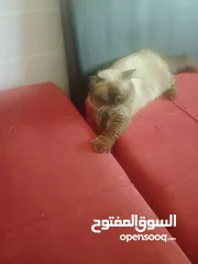  1 سياما قطه ىةلر