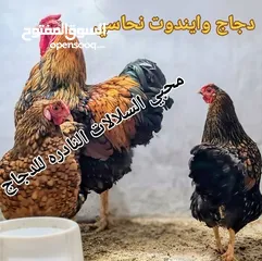  22 بيض مخصب و صيصان لسلالات دجاج نادره على مستوى العالم