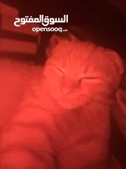  9 Orange cat