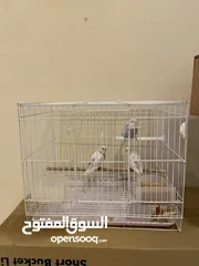  8 Parrot for sale
