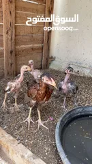  2 دجاج باكستانيات  شوف الوصف