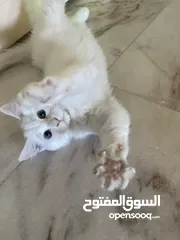  2 قطط لتبني بداعي لسفر