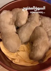 3 Golden retriever puppies