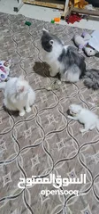  5 قطط فحل مع أنثى وبتهن
