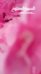  11 شجر اللوز الصناعي اقرب للطبيعي نيلي ابيض زهر