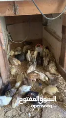  24 ديوك لمبرجيني و صيصان صحة و نظافة  بلدي للبيع